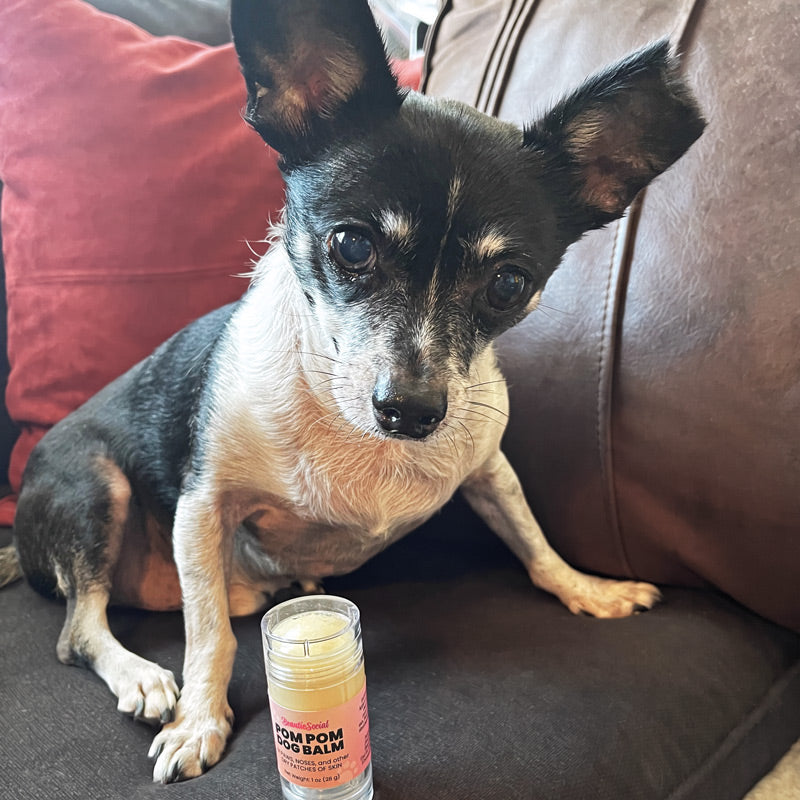 A small black-and-white chihuahua named DJ sits on a couch next to a tube of Pom Pom Dog Balm. The dog has large ears and dark eyes, looking directly at the camera.