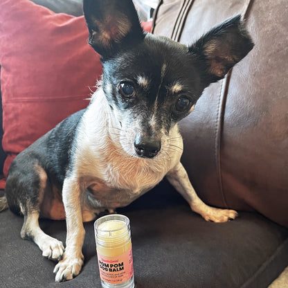 A small black-and-white chihuahua named DJ sits on a couch next to a tube of Pom Pom Dog Balm. The dog has large ears and dark eyes, looking directly at the camera.